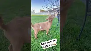Sooo crunchyyyy 🍂🐐🍂 #goat #funnyanimls #farmlife #asmr #shorts #asmreating #asmrsounds #goatlife
