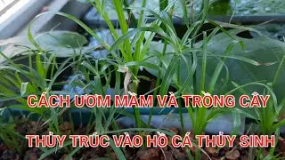 6. CÁCH ƯƠM MẦM VÀ TRỒNG CÂY THỦY TRÚC VÀO HỒ CÁ THỦY SINH.