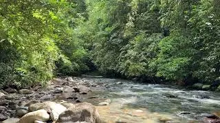 Real Video Not AI - Deep Forest River ASMR &ndash; Natural Water Sounds for Peaceful Sleep