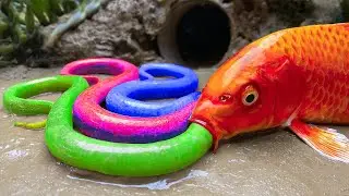 StopMotionASMR-Perangkap belut dengan ikan koi kuning dan penyu hijau warna-warni Memasak Primitif4K