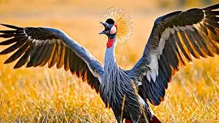 The World&rsquo;s Most Colorful Birds - Beautiful Birds in the Wild | Relaxing Nature Video