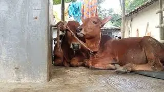 Two very beautiful cows. And their beautiful time.