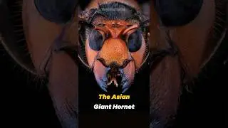 Asian Giant Hornets | Murder Machines