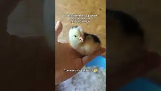 Nomme le poussin #cute #chicken #mignon #animaux #poussin #poule