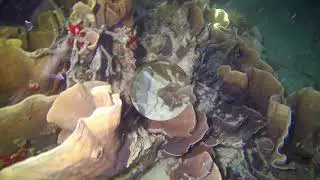 Night dive at Nunqwi house reef, Zanzibar. Fascinating underwater night life.
