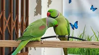 Parrot Greet Ducklings | Talking Parrot Funny Bird Interaction