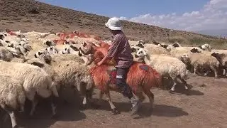 Yaylaların Renkli Geleneği: 