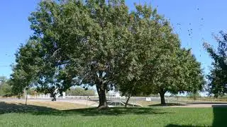 Eldorado, Texas Oct  12, 2019