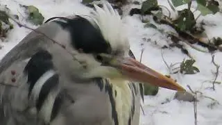 Snow Paris Neige Bois de Vincennes 21 janvier 2024 #mariepanic #snow #neige #Paris No.3 #heron