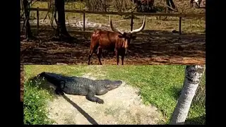 Searching for Gators, Peace River Part II #babygators #swampbuggy #floridaadventures