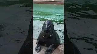 Seal Sanctuary Cornwall watch till the end! #seal #seals #cornwall #wildlife #funny #animals #sea