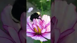 Wingless Bumblebee Asks Woman For Help, And...💛 | The Dodo