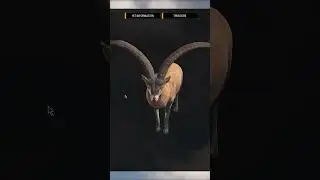 Super wide beceite ibex!