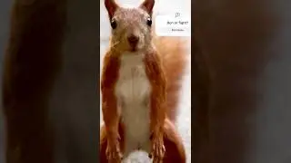 Squirrel&rsquo;s Reaction | Bird with Knife | 🦜vs🐿️