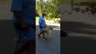 K9 Nala Socialization session