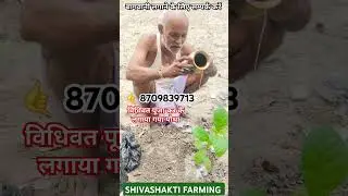 Tissue culture sagwan (Vijaya 999) #farming #agriculture #shorts #viralshorts