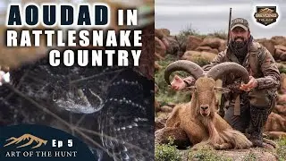 Rattlesnake Country Aoudad Sheep