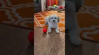Magic🧡 #animalshorts #havanese #cute #pets #dogshorts #shorts #furbaby #dogs