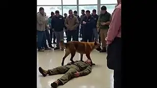 Dog guards soldier taking a nap at the airport