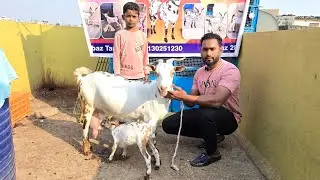 Dudh wali big size barbari with kids at Tamboli Goat farm Aurangabad 