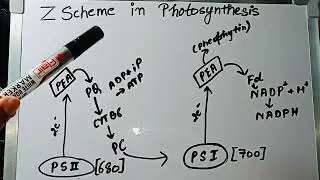 Z Scheme / non cyclic photophosphorylation in photosynthesis under 2 mins