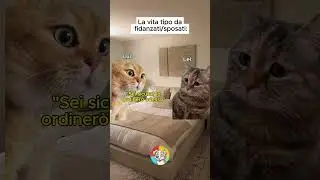 ANIMALI DIVERTENTI #7 : Pov Ti Sei Fidanzato / Sposato  #shorts #meme