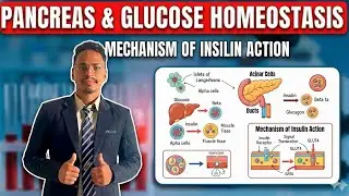 3. Pancreas & Blood Glucose Homeostasis 🔬 | Insulin Mechanism Explained | B.Sc. MLT Nepal