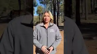 Nine horses found shot dead in eastern Arizona forest