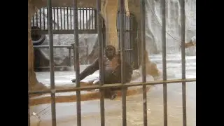 Pata Zoo,  2022