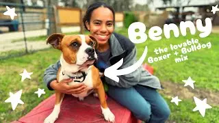 Benny Boxer Bulldog the Perfect Bully Boy!