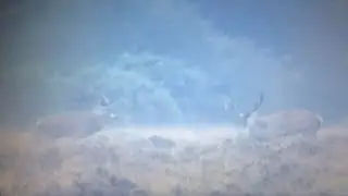BIG Red Stags Fight In The Fog