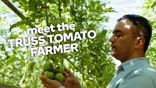 Meet the truss tomato farmer - Fresh stories from the farm