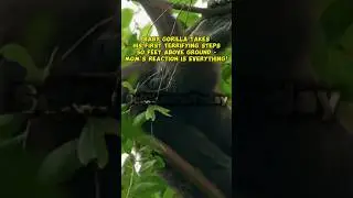 Baby Gorilla Takes His First Terrifying Steps 50 Feet Above Ground - Mom's Reaction Is Everything!