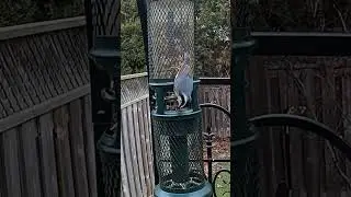 Red Breasted Nuthatch #winterbirds #birds  #birdingparadise  #youtubeshorts  #backyardwildlife