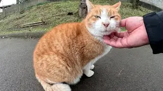 Кот который мяукает милым голоском мурчит когда его трогает человек