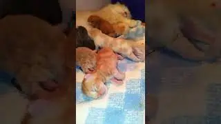 Beben Cat House: The Most Adorable Cat Family - 691