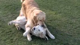 Monty vs Daisy. 2 Golden Retrievers play fighting.