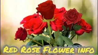 What are the meaning of red roses || What red roses are famous from? 🌹