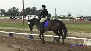 149D Rachel Lucas on Carlton Blue's Aine Beginner Novice Rider Dressage Ram Tap Feb. 2025