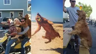 The Best Moments of the Golden Retriver 🤩😮|| GOLDEN RETRIVER COMPILATION 