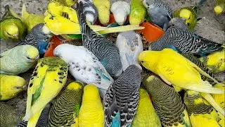 Most Hungry Budgies Parrots Fighting For Food On Aviary Mix Seeds Treat