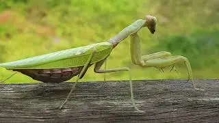 넓적배사마귀