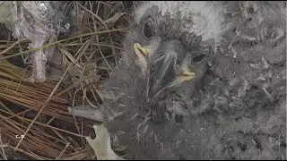 SWFL Eagles~Rabbit Is Served-E26 Nibbles on Fish-Tries to Feak Beak to Rid Annoying Hair_1.15.26