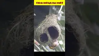 Birds दुनिया की सबसे Best Engineer हैं | Birds are the best engineers in the world #shorts
