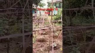 petani timun #music #cover #berkebun #petanimilenial