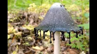 Coprinopsis atramentaria или чернильный гриб