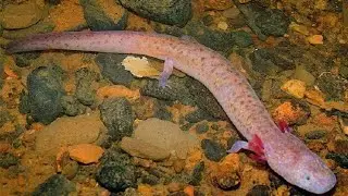 Survivor of the Depths: The Tennessee Cave Salamander