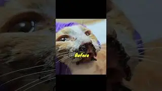 TAMARA Before - After #adoptstrays #catrescue #straycat #poorcat #cat