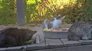 And back to our usual Kitty crew.