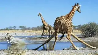 LIVE FEED: April The Giraffe ANIMAL ADVENTURE PARK GIRAFFE CAM LiveChat (24/7)
